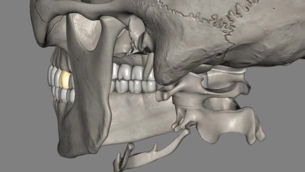 Maxillary Molar는 Maxillary Molars의 유일한 이빨입니다 — 비디오