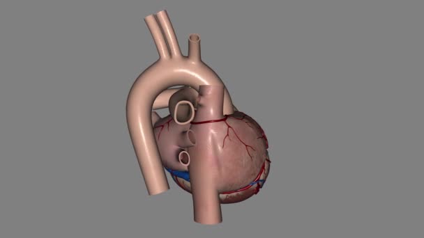 Heart Anatomy External Anterior Sternocostal Surface Mainly Right Ventricle — Stock Video