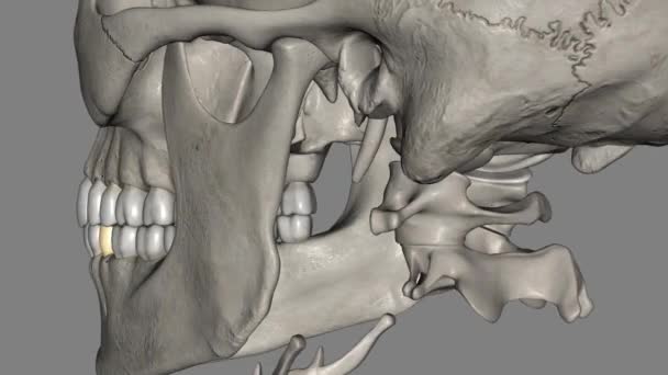 Doilea Premolar Mandibular Este Dintele Situat Distanță Ambele Premolari Mandibulare — Videoclip de stoc