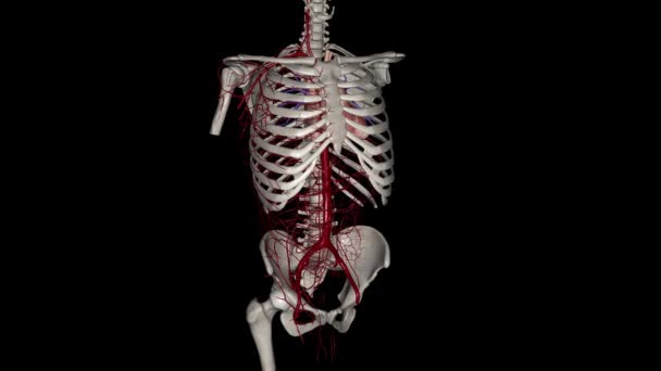 共同动脉干是一种缺陷 其中只有一条大动脉 — 图库视频影像