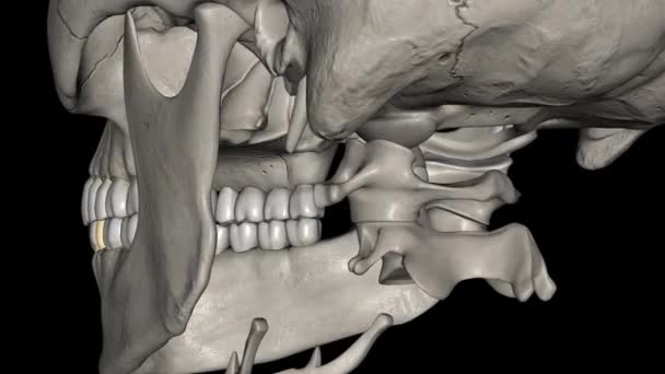 Żuchwy Drugi Przedtrzonowy Jest Ząb Znajduje Się Daleko Obu Żuchwy — Wideo stockowe