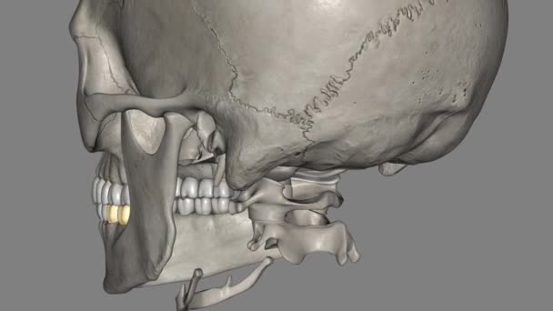 Нижнечелюстный Первый Коренной Зуб Обычно Имеет Два Корня Мезиальный Дистальный — стоковое видео