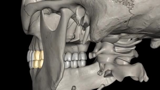 Molar Maxillary Mandibular — Wideo stockowe