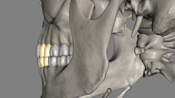 Premolar Maxillar Mandibular — Vídeos de Stock