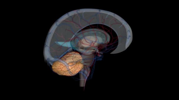 Cerebellum Major Feature Hindbrain All Vertebrates Although Usually Smaller Cerebrum — Stock Video
