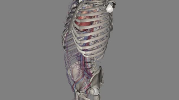 输卵管或睾丸动脉3D — 图库视频影像