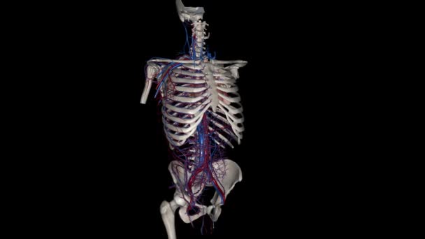 中枢神经 动脉及静脉3D — 图库视频影像