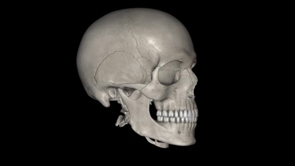 颅骨位于脊柱的前面 是包裹大脑的骨骼结构 — 图库视频影像