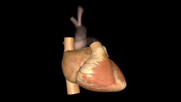 Сердце Орган Размером Кулак Который Качает Кровь Всему Телу — стоковое видео