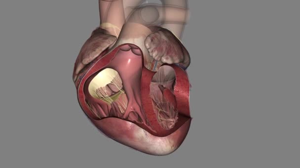 Tricuspid Valve Sits Heart Two Right Chambers — Stock Video