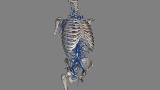 Trunk Veins Those Located Trunk Body Stem Area Run Arms — Stock Video