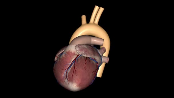 大動脈はあなたの心臓からあなたの体の残りの部分に血液を運ぶ主な動脈です — ストック動画