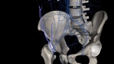Yüzeysel epigastrik damar yukarı ve ortaya doğru akar ve deriyi göbek deliğine kadar siler. .