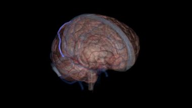 Trolün üstün anastomotik damarı .