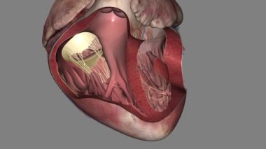 Triküspid kapakçık kalbin iki sağ odasının arasında duruyor. .