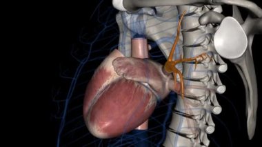 Üst akciğer damarları ön ve pulmoner damarda kaudal. .