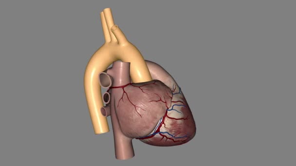 大動脈はあなたの心臓からあなたの体の残りの部分に血液を運ぶ主な動脈です — ストック動画