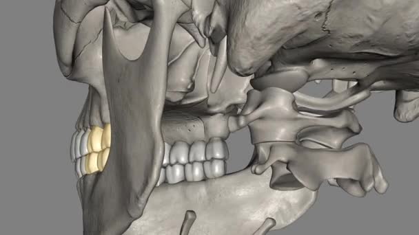 Molar Maxillary Mandibular — Stok video