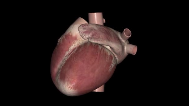 Coração Órgão Tamanho Punho Que Bombeia Sangue Por Todo Seu — Vídeo de Stock