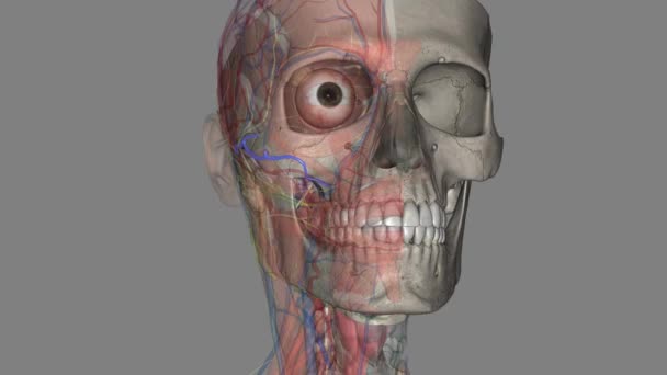 面神经横向动脉是一种从面神经浅动脉分支出来并横穿面神经面的动脉 — 图库视频影像