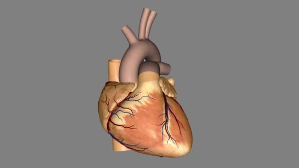 Kalp Vücuduna Kan Pompalayan Yumruk Büyüklüğünde Bir Organdır — Stok video