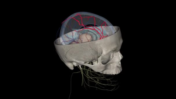 Arteria Cerebral Anterior Rama Terminal Del Segmento Comunicante Arteria Carótida — Vídeos de Stock