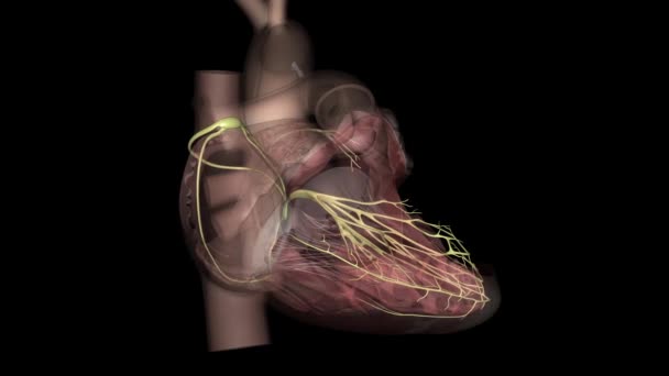 Red Nervios Que Suministran Corazón Llama Plexo Cardíaco — Vídeo de stock