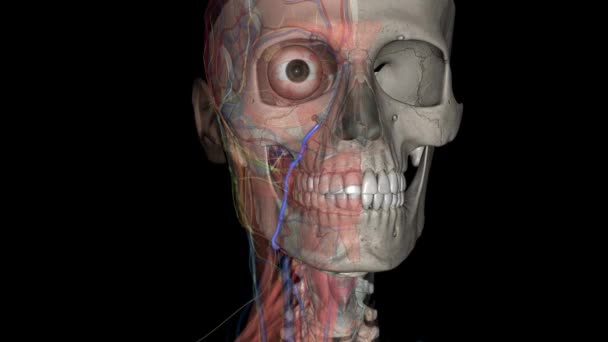 前面静脈とも呼ばれる顔の静脈は ペアリングされた容器であり 顔の主な静脈です — ストック動画