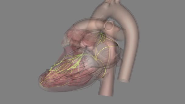 Network Nerves Supplying Heart Called Cardiac Plexus — Stock Video