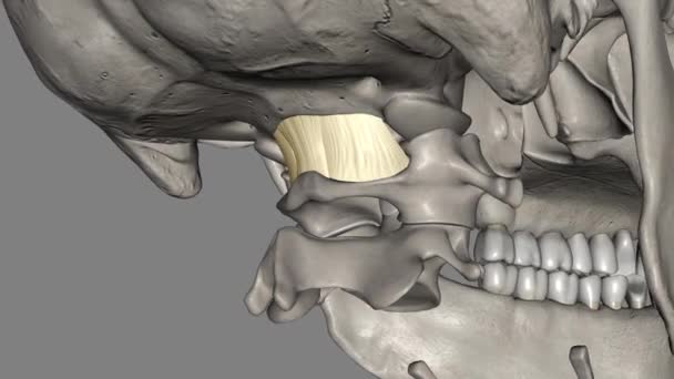 后枕膜3D医学 — 图库视频影像