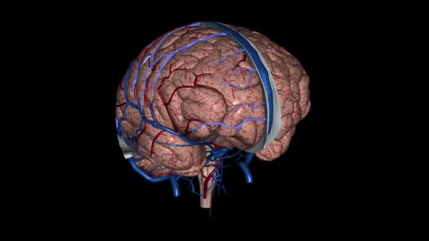 Las Venas Cerebrales Superiores Drenan Parte Superior Corteza Cerebral — Vídeo de stock