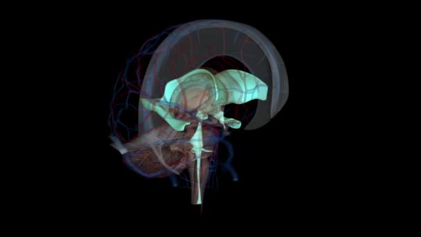 心室は脳脊髄液を生成する構造で 頭蓋骨の洞窟の周りに運ばれます — ストック動画