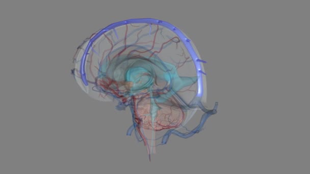 Верхний Сагиттальный Синус Является Основным Компонентом Поверхностной Мозговой Венозной Системы — стоковое видео