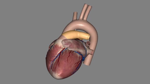 Lungenarterien Transportieren Blut Vom Herzen Zur Lunge — Stockvideo