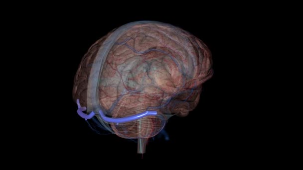 Seios Transversais Dentro Cabeça Humana São Duas Áreas Abaixo Cérebro — Vídeo de Stock