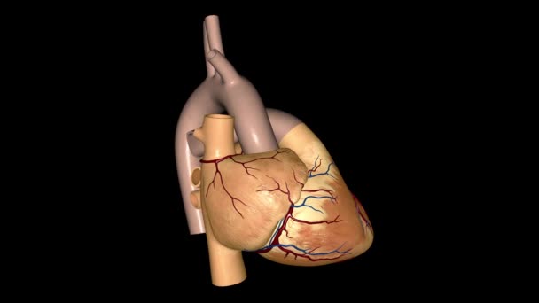 Serce Jest Organów Wielkości Pięści Które Pompują Krew Całym Organizmie — Wideo stockowe