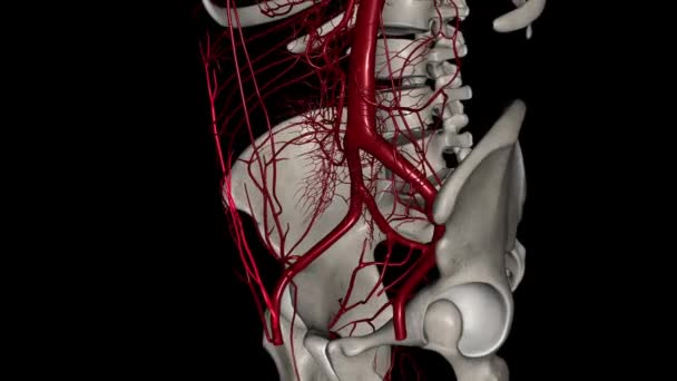 표면적인 Epigastric 동맥은 대퇴동맥의 분지입니다 — 비디오