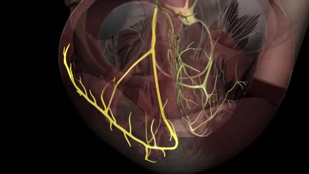 Гілки Пучка Частиною Електричної Системи Серця — стокове відео