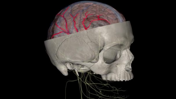 Середня Мозкова Артерія Мка Критичною Артерією Яка Має Велике Клінічне — стокове відео