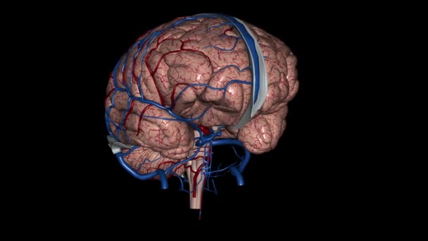 Cerebro Arterias Venas — Vídeos de Stock