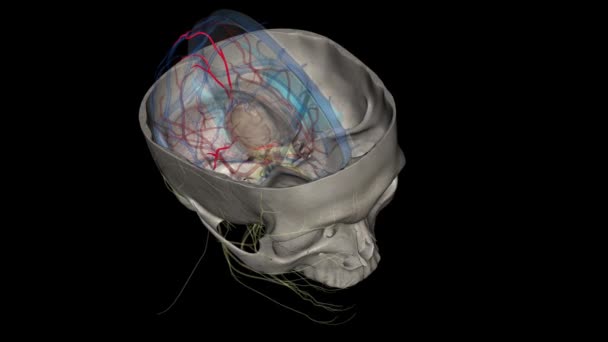 Задняя Мозговая Артерия Является Конечной Ветвью Базилярной Артерии — стоковое видео