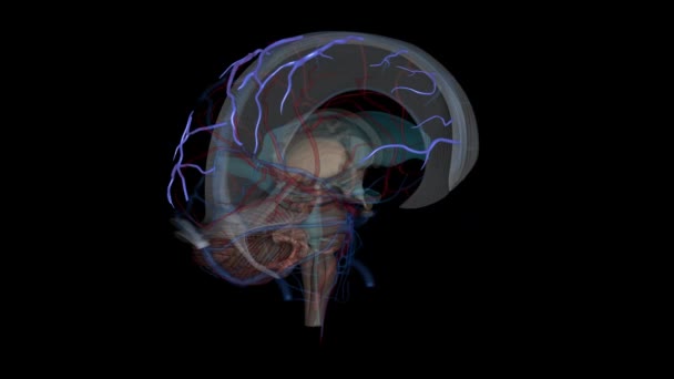 優れた脳静脈は脳皮質の優れた部分を排出する — ストック動画