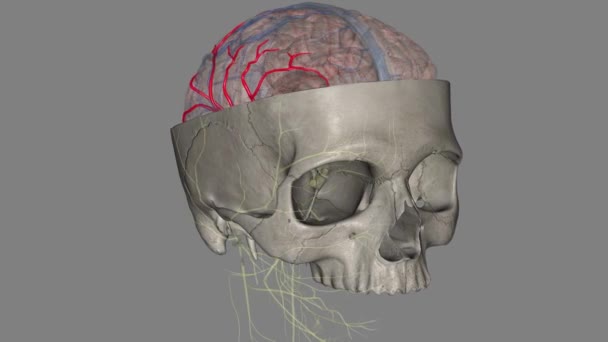 中脑动脉 Mca 是一种重要的动脉 具有广泛的临床意义 — 图库视频影像