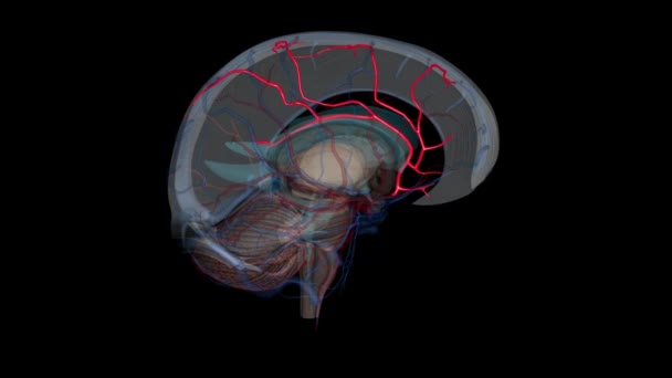 Artera Cerebrală Anterioară Este Ramura Terminală Segmentului Comunicare Arterei Carotide — Videoclip de stoc