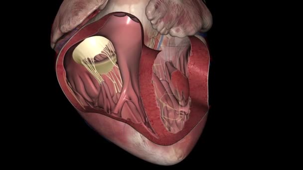 Válvula Tricúspide Fica Entre Duas Câmaras Direitas Coração — Vídeo de Stock