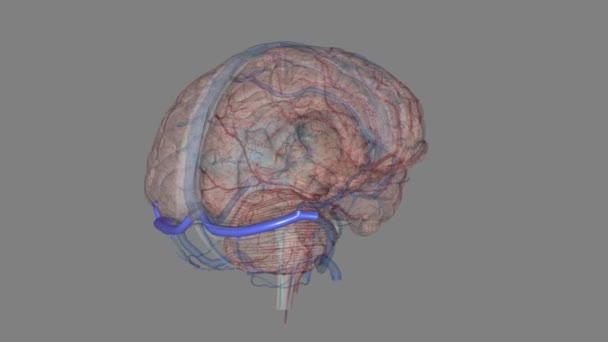 人脑内的纵隔鼻窦是大脑下方的两个区域 可以让血液从脑后流出 — 图库视频影像