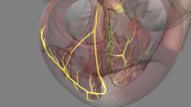 束の枝は心臓の電気システムの一部である — ストック動画