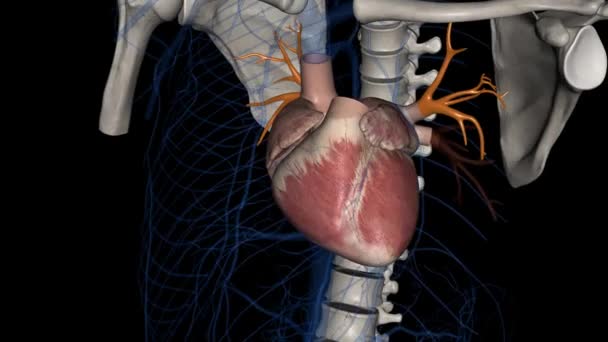 Üst Akciğer Damarları Pulmoner Damarda Kaudal — Stok video