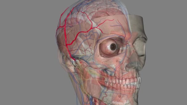 Arteri Temporal Yang Dangkal Adalah Cabang Terminal Dari Arteri Karotid — Stok Video