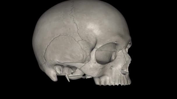 Cráneo Anterior Columna Vertebral Estructura Ósea Que Recubre Cerebro — Vídeo de stock